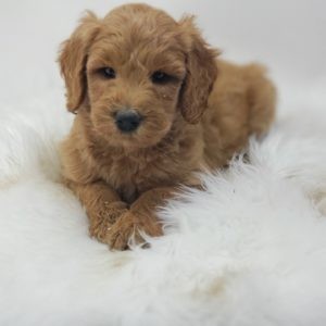 goldendoodle puppies all star family pets