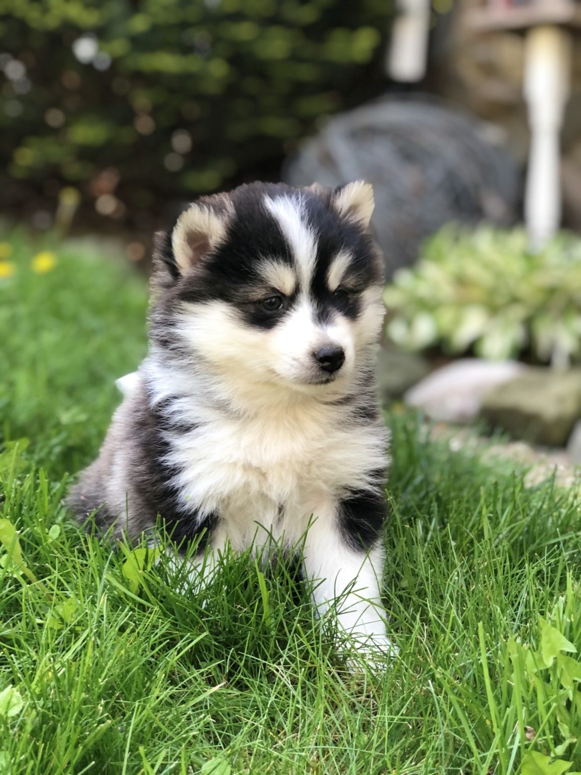 Pomsky Puppies For Adoption | All Star Family Pets