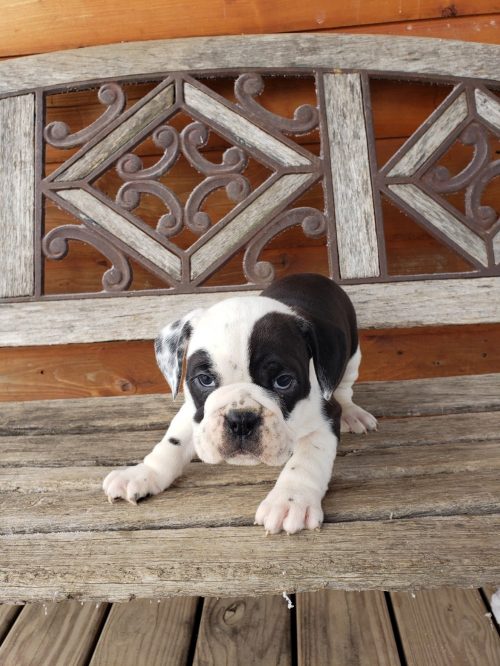 puppies for sale near cleveland ohio landing page